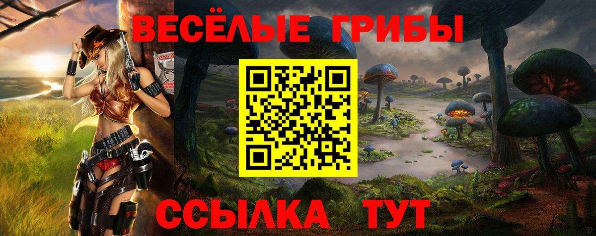 Галлюциногенные грибы Psilocybe Лесозаводск